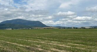 TEREN ARABIL HALCHIU-CODLEA